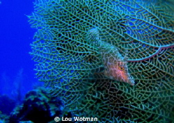 Juvenile File Fish on Fan Coral by Lou Wotman 